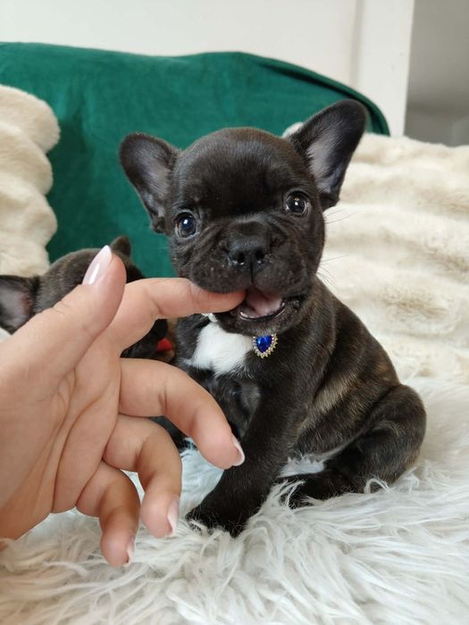 Cudowny chłopiec buldog francuski