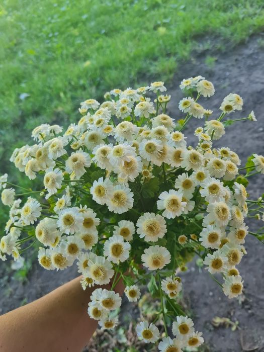 Złocień maruna sadzonka