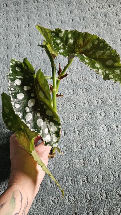 Бегония Руж вариегата, Макулата Мега Дот