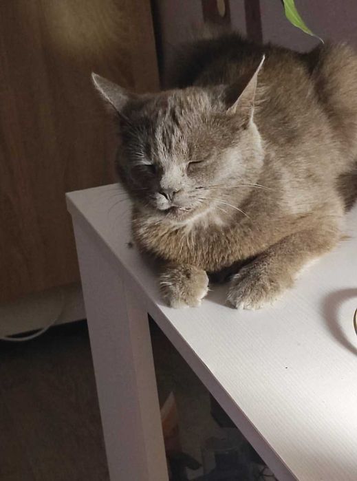 Пропала кошечка 1.3 мес Срочно