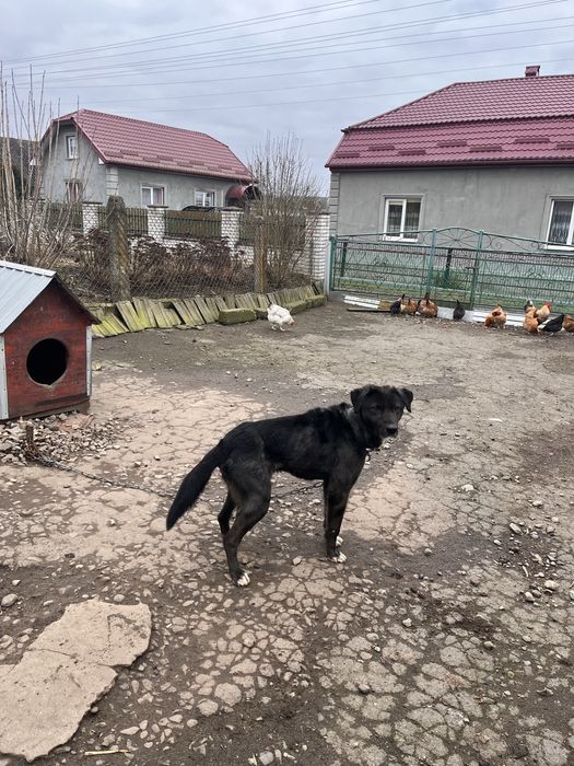 ДОПЛАЧУ, якщо заберете в сімʼю, собака в добрі руки, напів лабрадор
