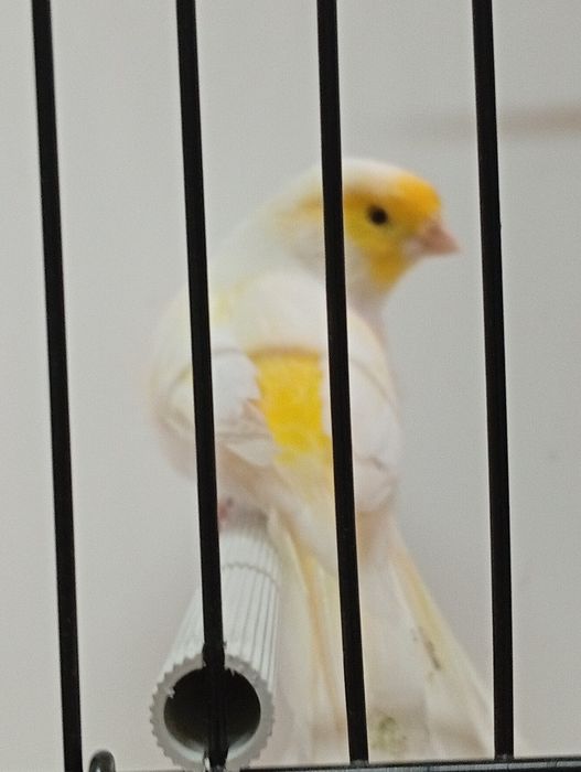 Canários machos raça