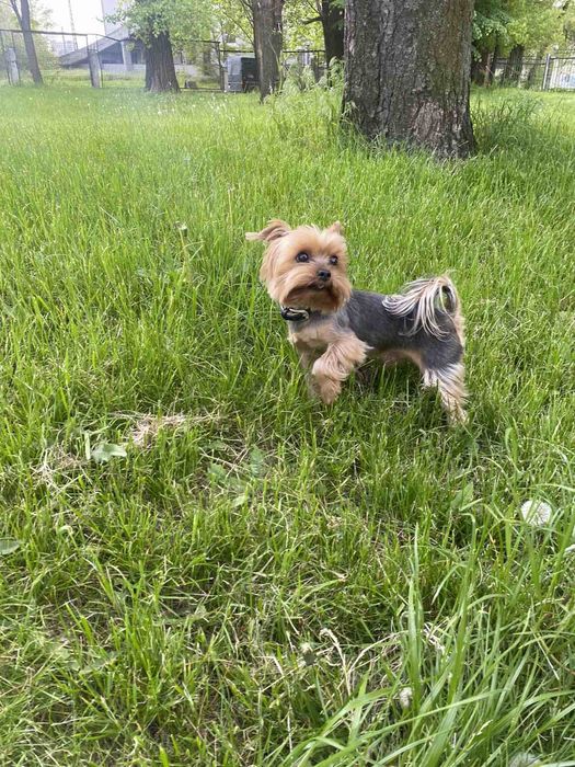 Вязка , Йорк , Йоркшенский терер,