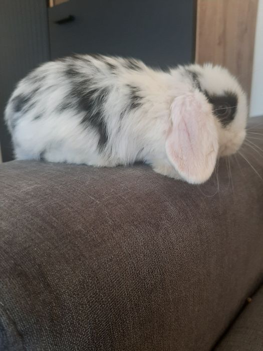 Króliki baranek miniaturka karzełek mini lop. Cena CAŁKOWITA.