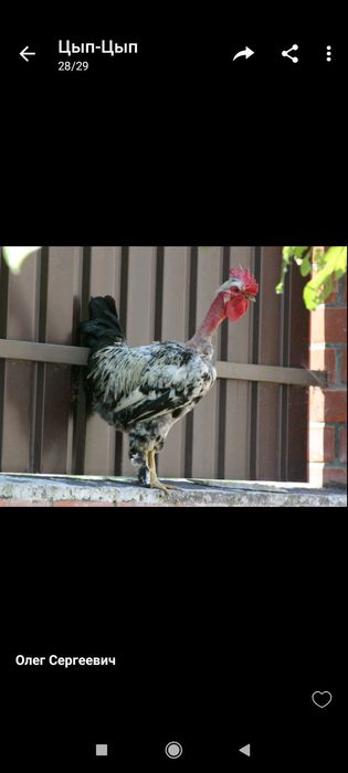 Яйцо кур Испанка Украина и Венгрия