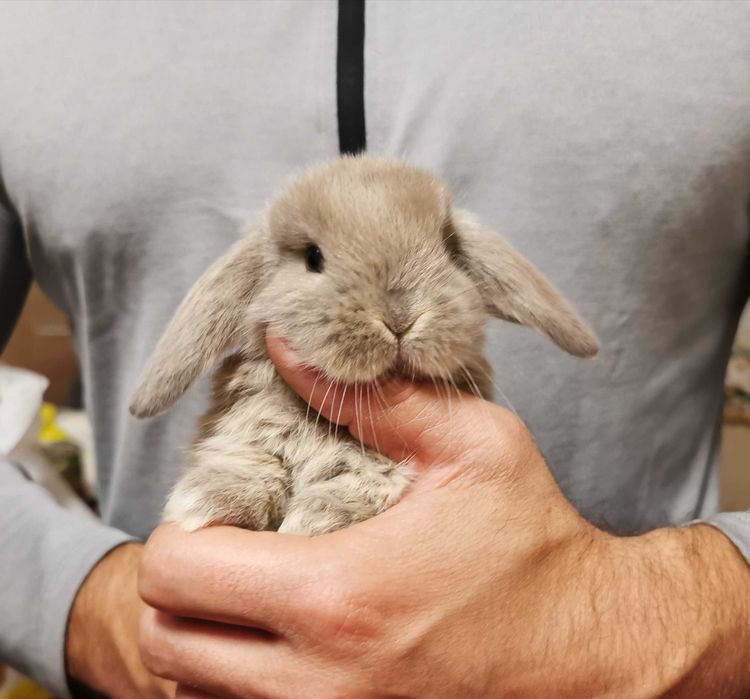 KIT Coelhos anões mini loop, orelhudos muito inteligentes e dóceis