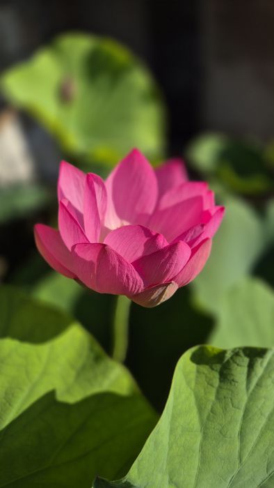 Plantas de lago Nenúfares