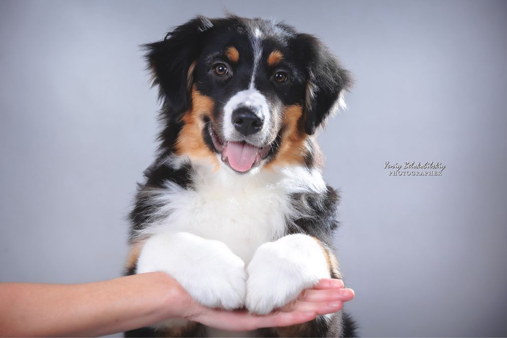 Хлопчик чорний триколор  Австралійська вівчарка (ауссі) - ФАН