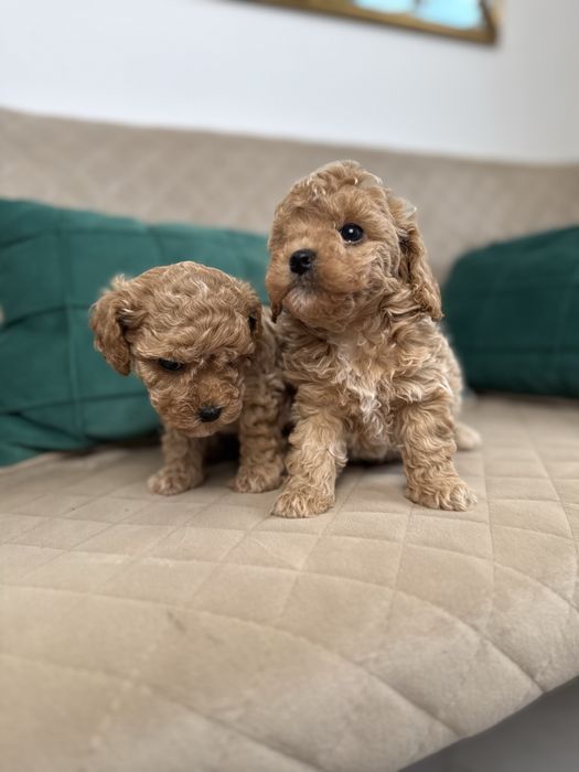 Найгарніші мальтипу мініки