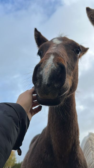 Sprzedam zrebaka po stakkatol, cornet obolensky