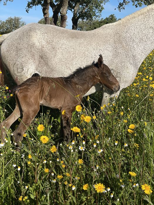 Poldro Lusitano Linha Coimbra