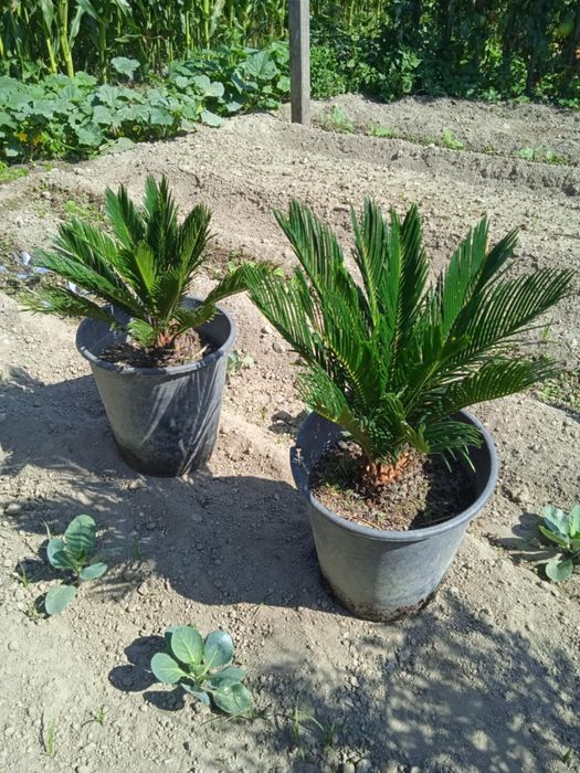 Vendo sicas  bonita para jardim