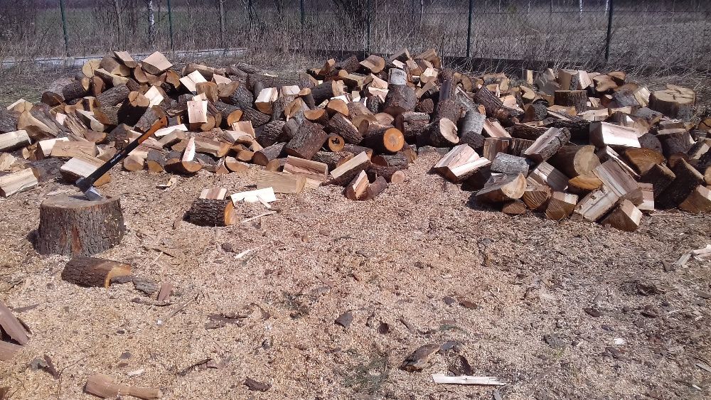 pilarz drwal, wycinka i pielęgnacja drzew