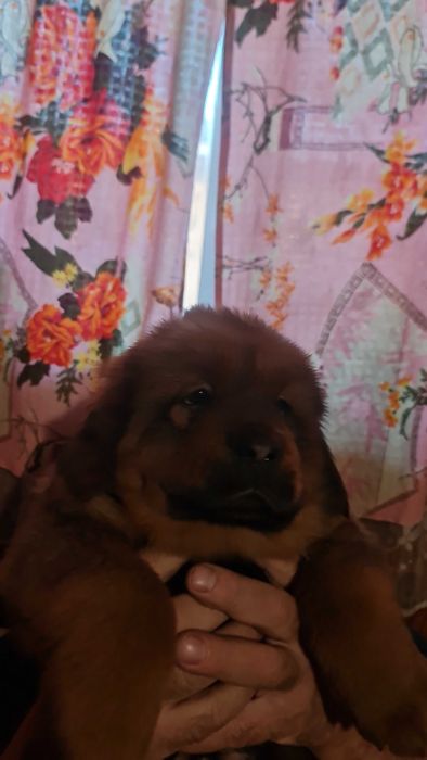 Тибетський мастиф