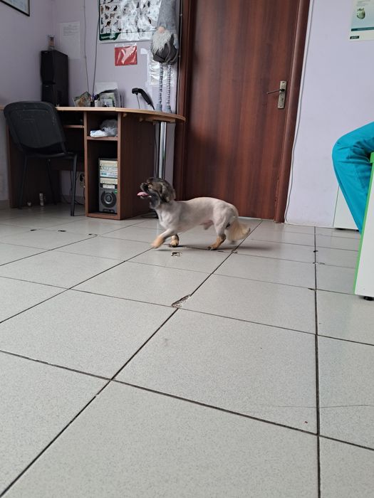 Перетримка тварин