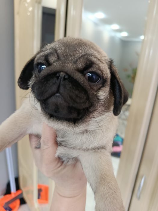 Підростають цуценята