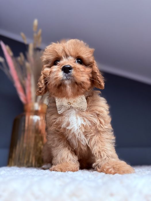 SUNIA Cavapoo do odbioru