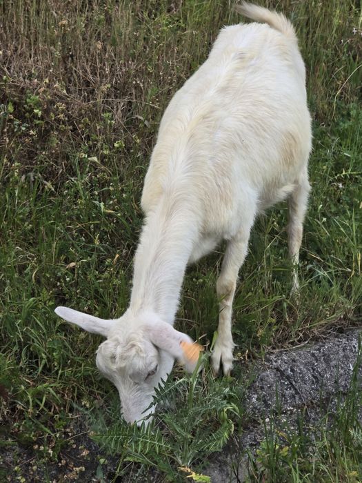 Vendo cabra com um ano e meio