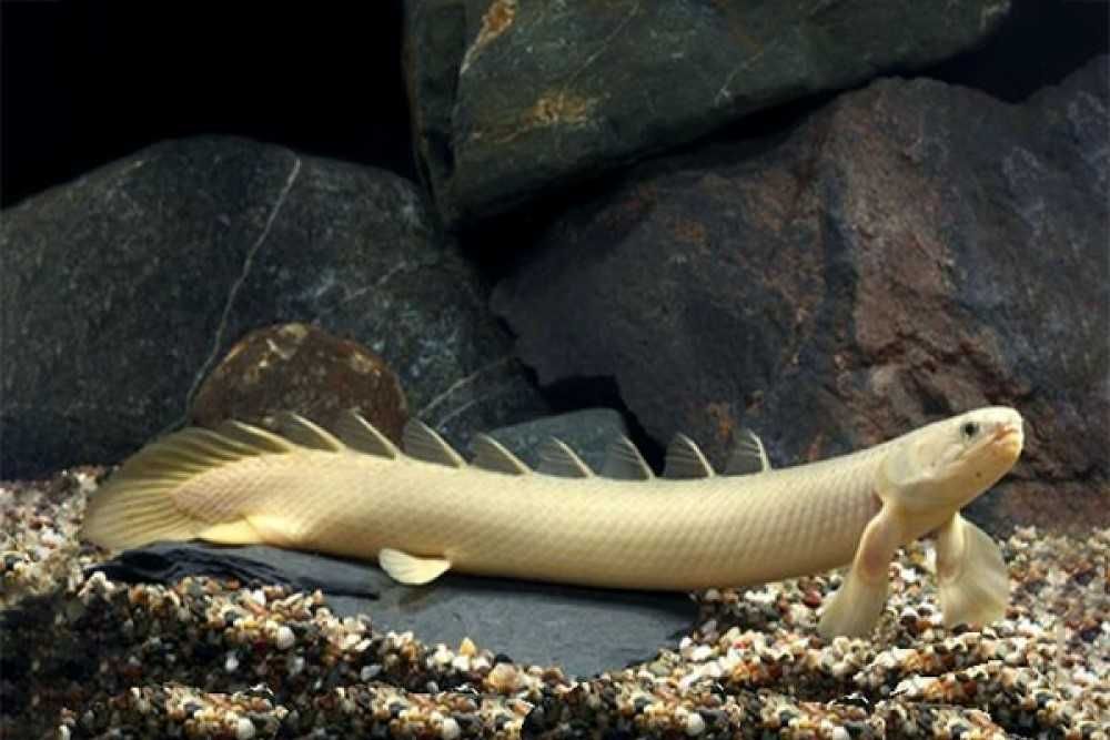Поліптерус синегальський і альбінос Polypterus senegalus