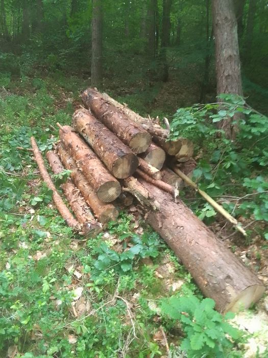Posiadam drzewo na sprzedaż mieszane  sosna buk brzoza