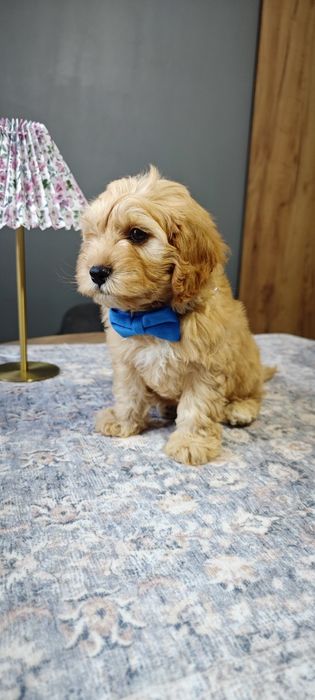**Cavapoo**cudowny piesek!