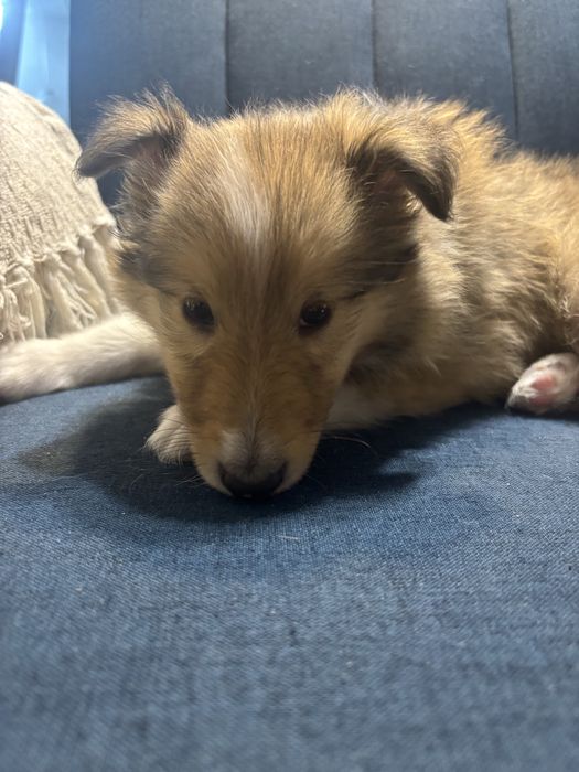 Owczarek Szkocki Collie Samiec