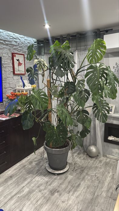 Monstera - Bardzo duża