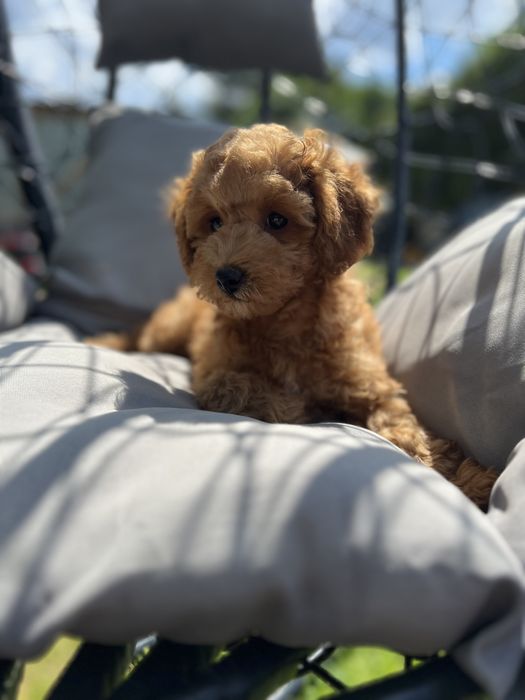 Maltipoo /pudelek/ red chłopak