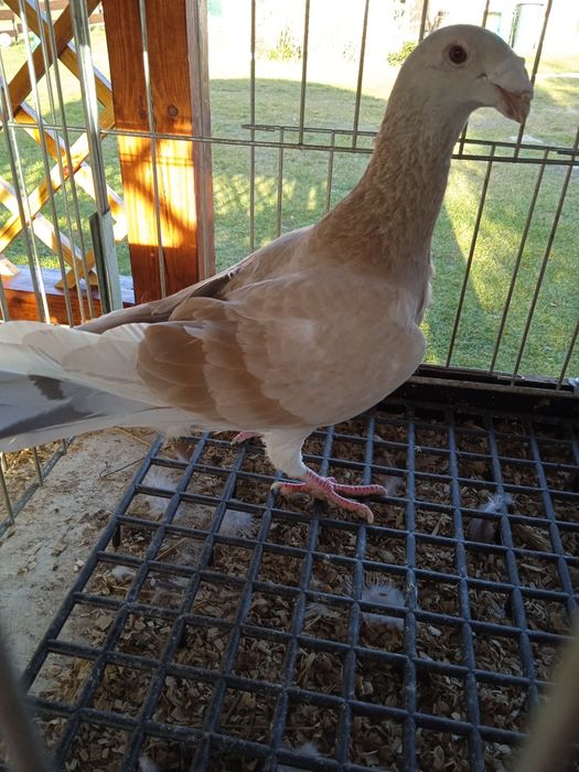 Samica ozdobna rzeszowska rzeszowskie garbonos garbonosy