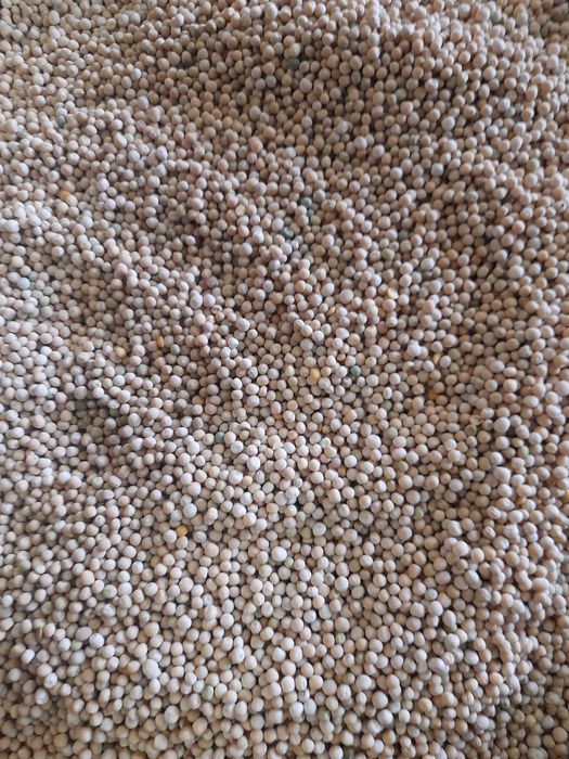 Groch z własnego zbioru 2025