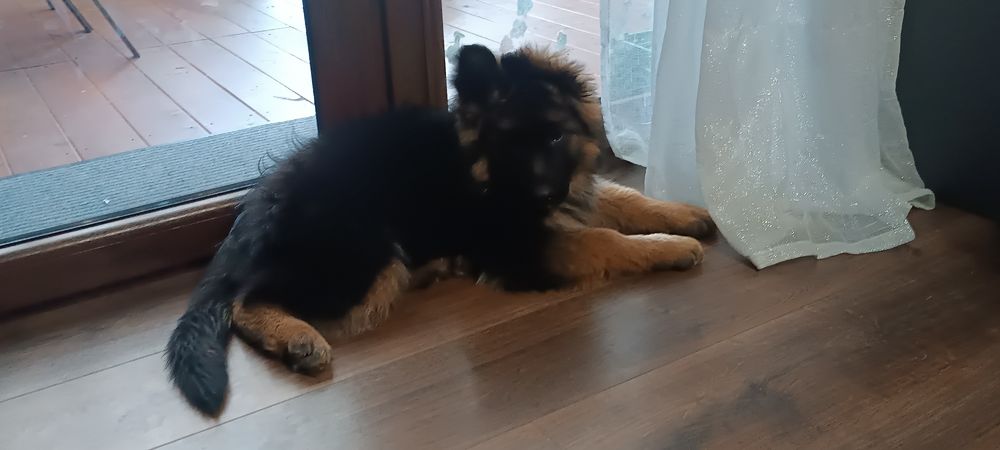 Owczarek Niemiecki Długowłosy suczka