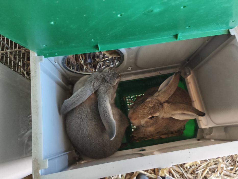 Coelhos caseiros gigantes Flanders