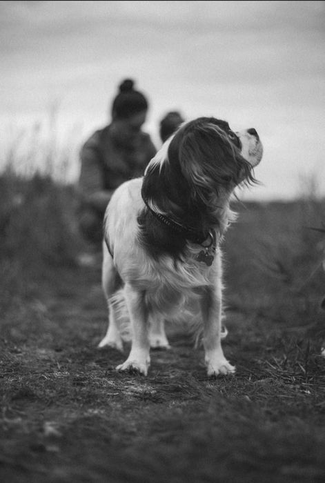 Вязка кавалер кинг Чарльз спаниель
