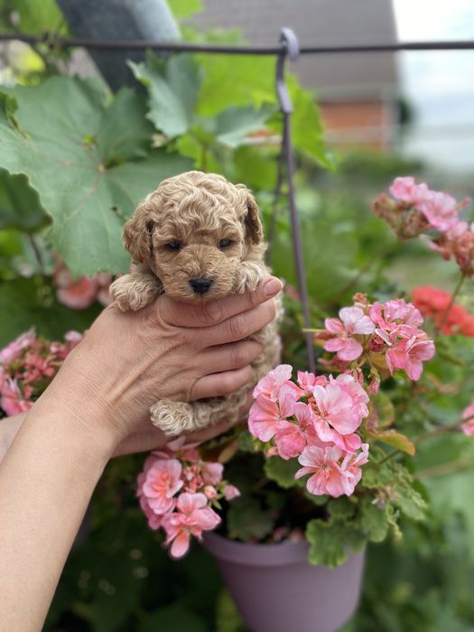 Маленький хлопчик