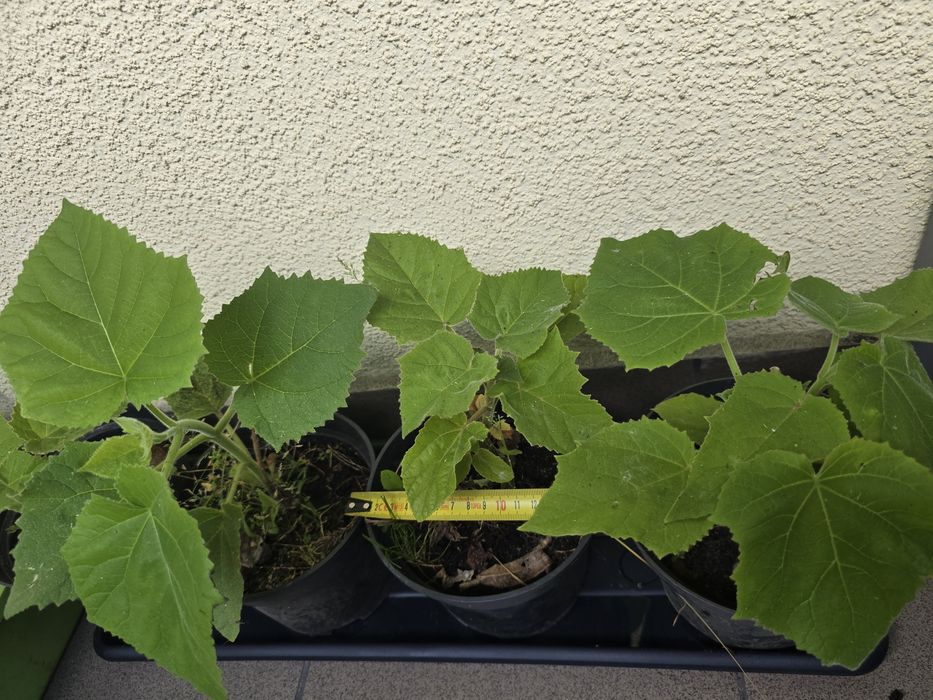 Drzewa tlenowe paulownia już zimowała