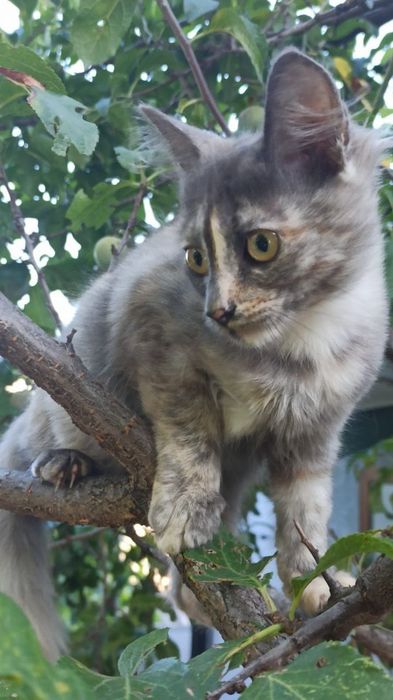Безкоштовно кошенята.