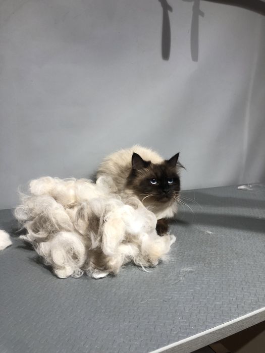 Грумінг, з думкою про Вашего улюбленця.