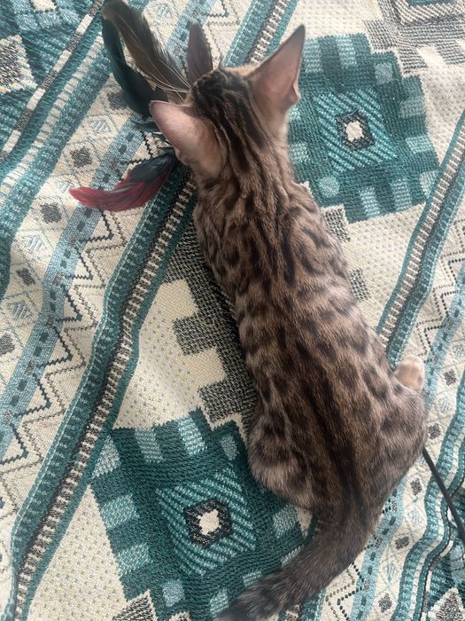 Бенгальске кошенятко