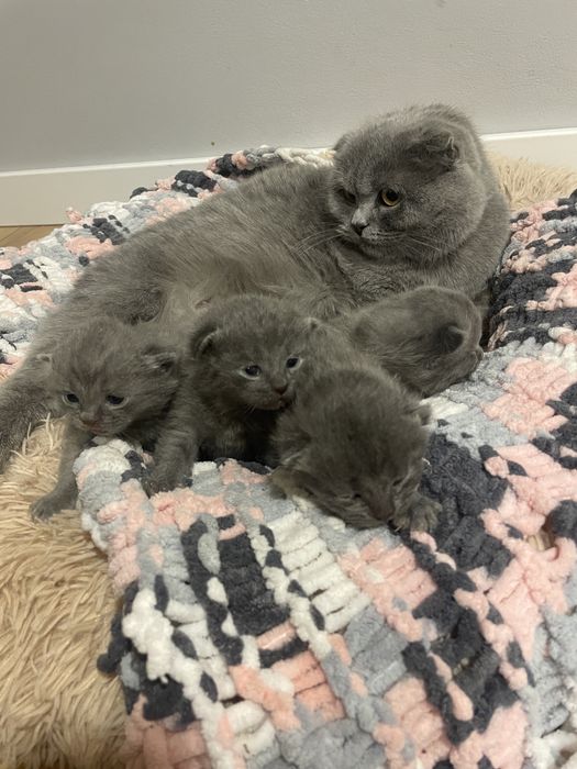 Кошенята Британські