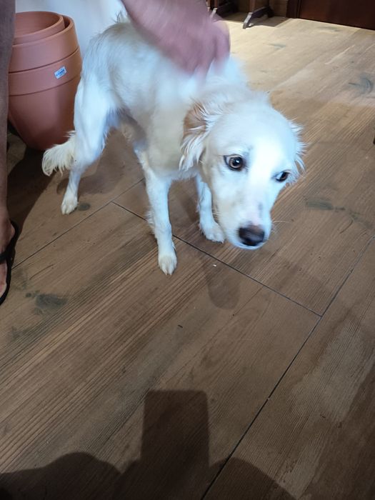 Filhote cão 6 meses