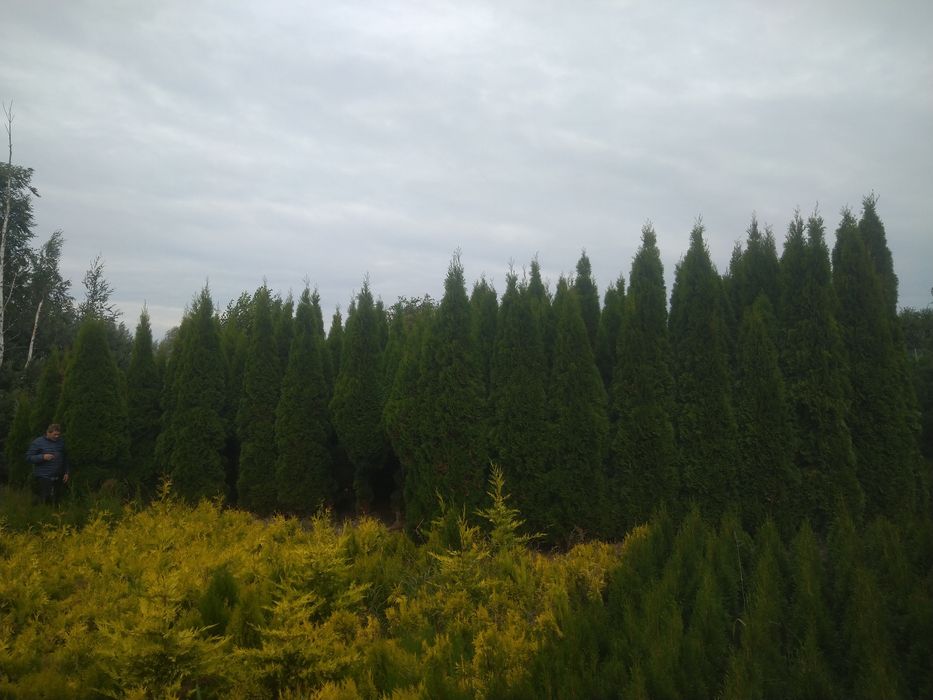Duże Thuja  Smaragd do 5m. Tuja Szmaragd Producentem Okazjia Promocja
