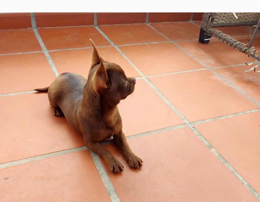 Excelente Chihuahua Macho
