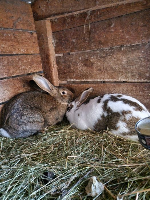 Sprzedam 2 samice mieszańce