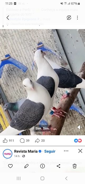 Procura pombos com esta cor