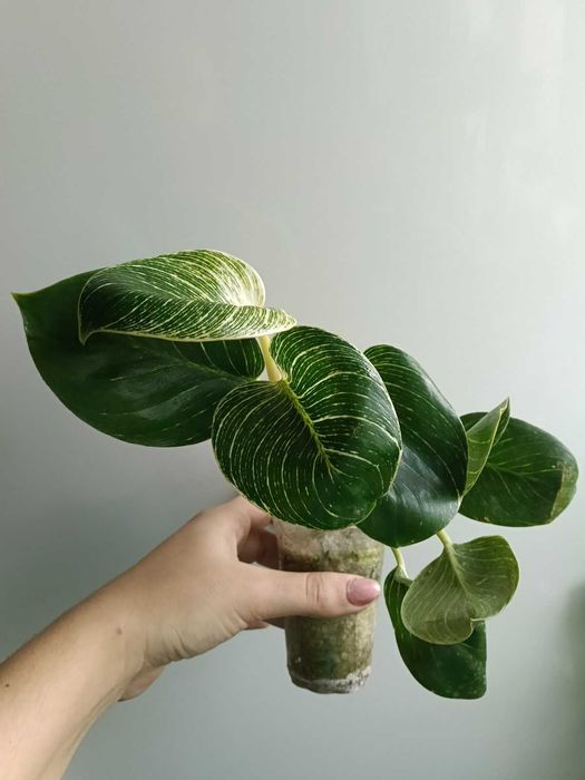 Філодендрон Биркін, продаж обмін