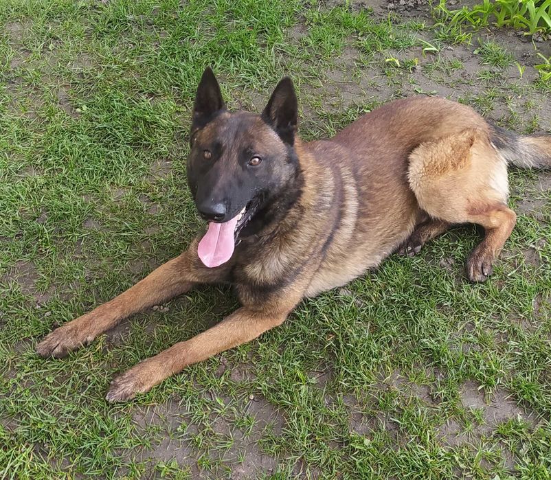 В'язка  малінуа. Кращий друг має намір  випустити пар.