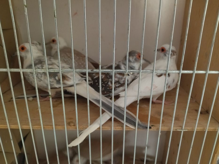 Sprzedam golabki diamentowe