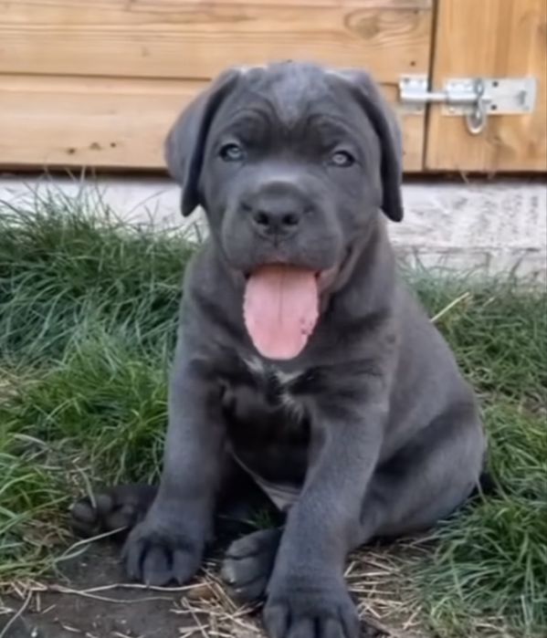 Львівська еліта Cane corso-сірого окрасу