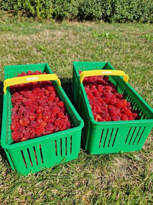 Maliny - Biała Podlaska