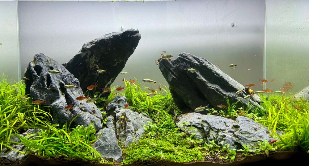 Akwarium – Serwis, Zakładanie, Czyszczenie, Pomoc, Modernizacja